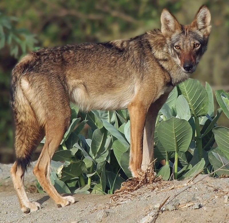 Arabian wolf (Canis lupus arabs); DISPLAY FULL IMAGE.