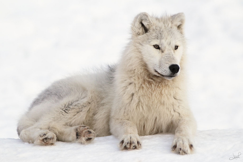 Arctic wolf (Canis lupus arctos); DISPLAY FULL IMAGE.