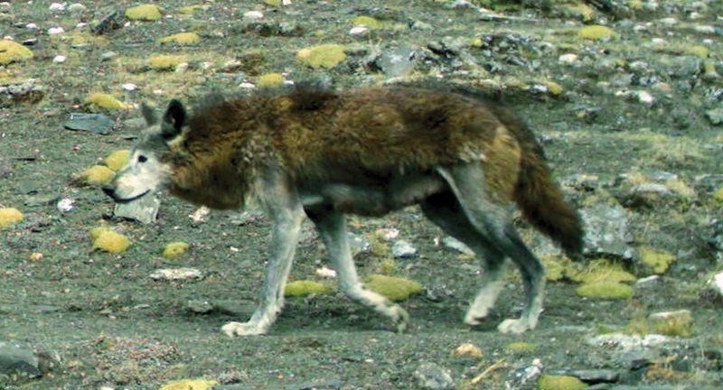 Tibetan wolf, woolly wolf (Canis lupus chanco); DISPLAY FULL IMAGE.