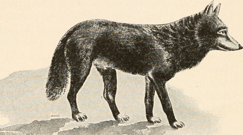 Tibetan wolf, woolly wolf (Canis lupus chanco); DISPLAY FULL IMAGE.