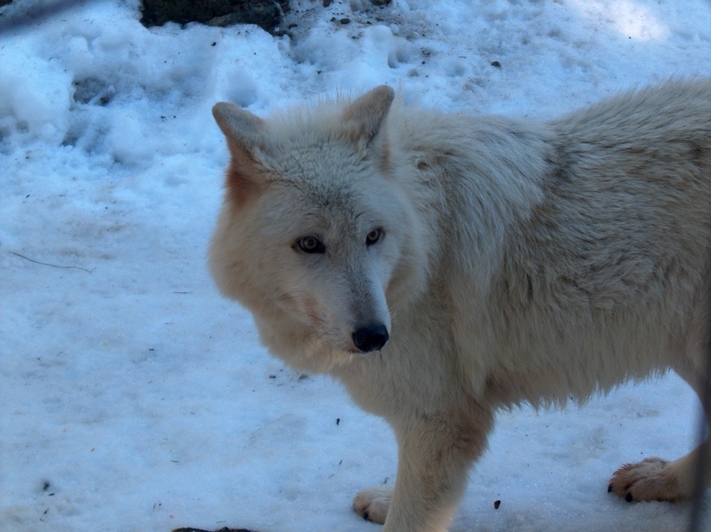 Vancouver Island wolf (Canis lupus crassodon); DISPLAY FULL IMAGE.