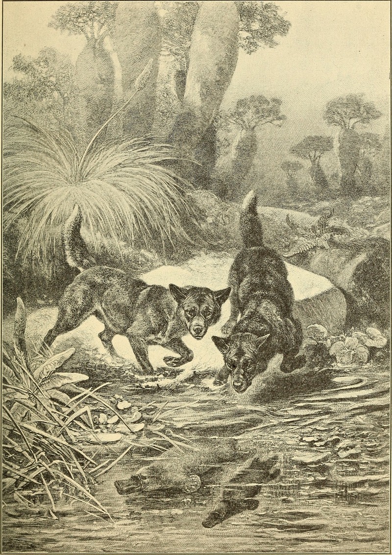dingo (Canis lupus dingo) - dingoes hunting duckbills - platypus (Ornithorhynchus anatinus); DISPLAY FULL IMAGE.