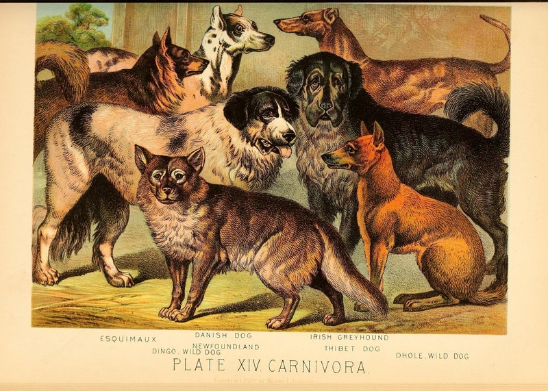 dingo (Canis lupus dingo); DISPLAY FULL IMAGE.