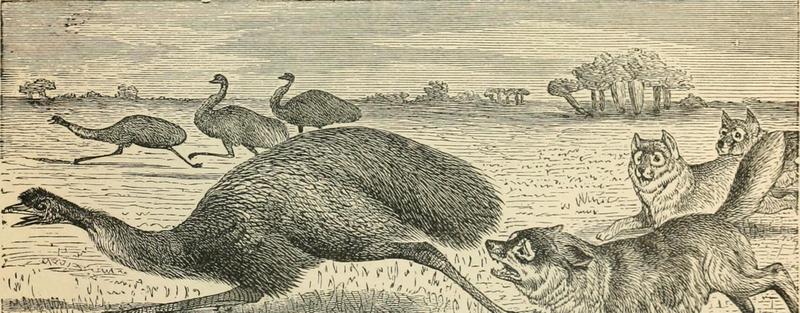 dingo (Canis lupus dingo) - dingoes hunting emus; DISPLAY FULL IMAGE.