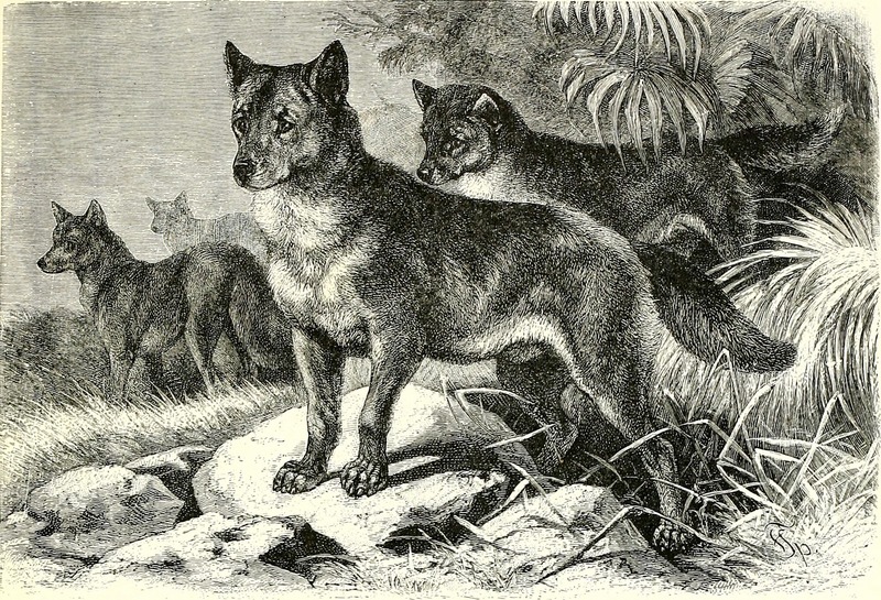 dingo (Canis lupus dingo); DISPLAY FULL IMAGE.