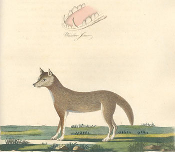 dingo (Canis lupus dingo); Image ONLY