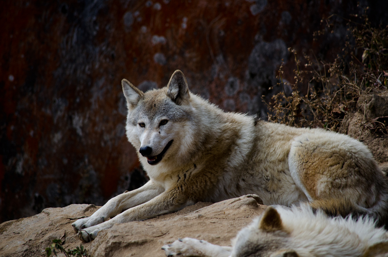 Himalayan wolf (Canis lupus chanco, syn. Canis himalayensis); DISPLAY FULL IMAGE.