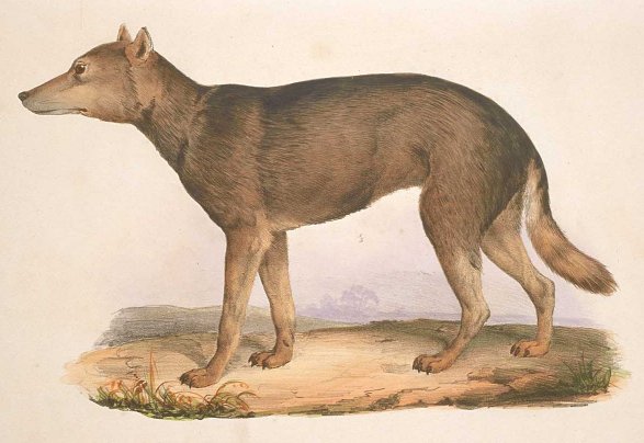 Japanese wolf (Canis lupus hodophilax); Image ONLY