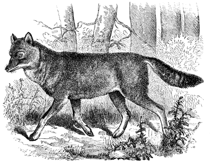 Japanese wolf (Canis lupus hodophilax); DISPLAY FULL IMAGE.