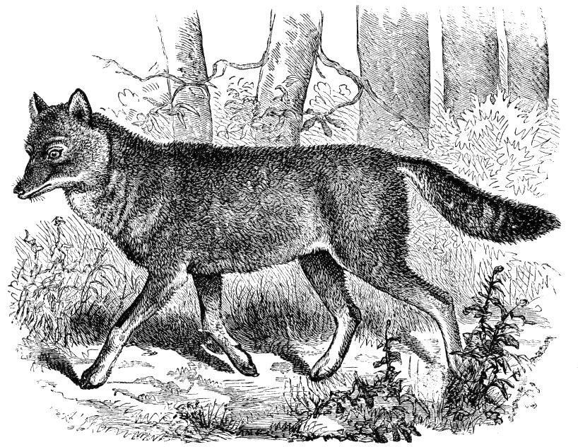 Japanese wolf (Canis lupus hodophilax); Image ONLY