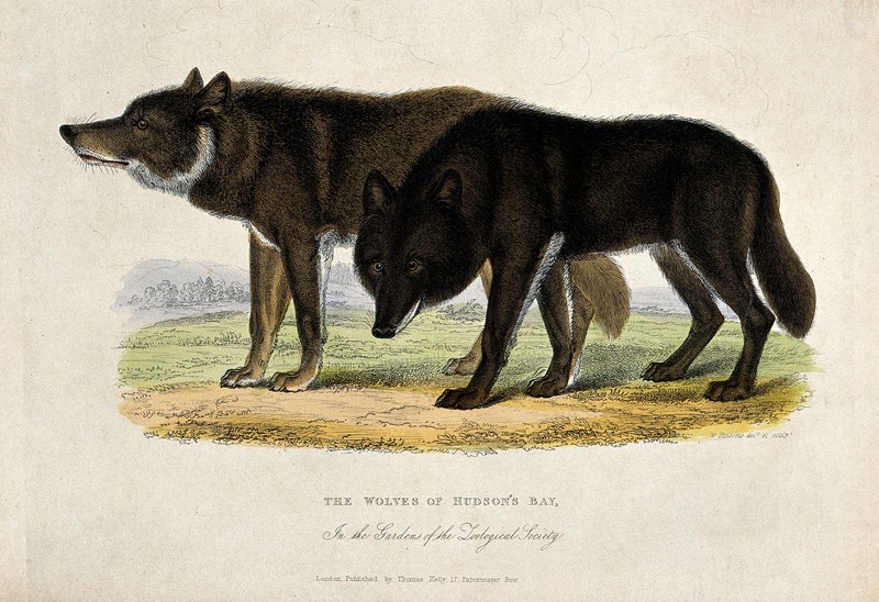 Hudson Bay wolf (Canis lupus hudsonicus); DISPLAY FULL IMAGE.
