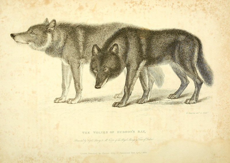 Hudson Bay wolf (Canis lupus hudsonicus); DISPLAY FULL IMAGE.