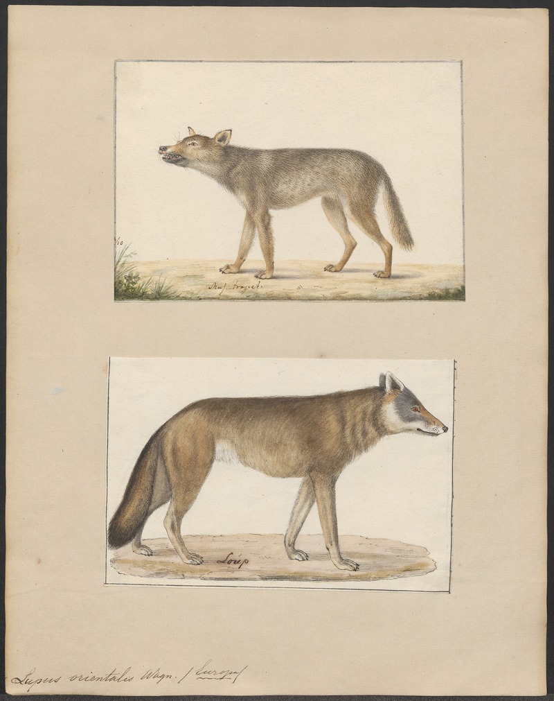 Eurasian wolf (Canis lupus lupus); DISPLAY FULL IMAGE.