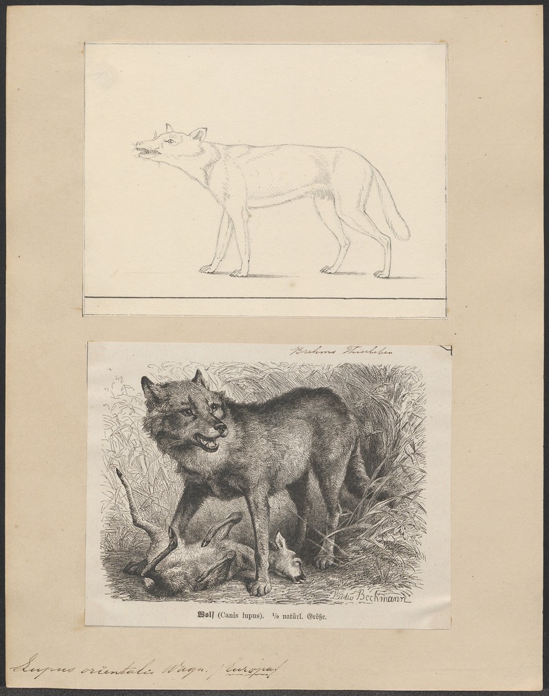 Eurasian wolf (Canis lupus lupus); DISPLAY FULL IMAGE.