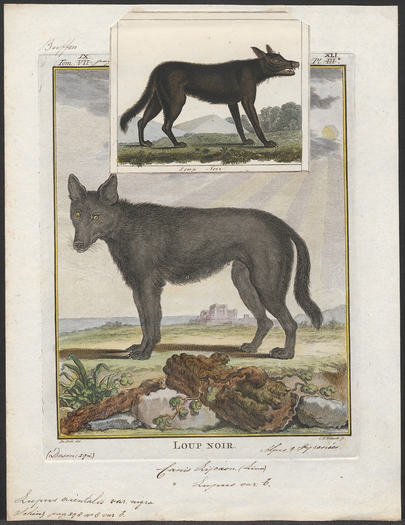 eastern wolf (Canis lupus lycaon, Canis lycaon); DISPLAY FULL IMAGE.