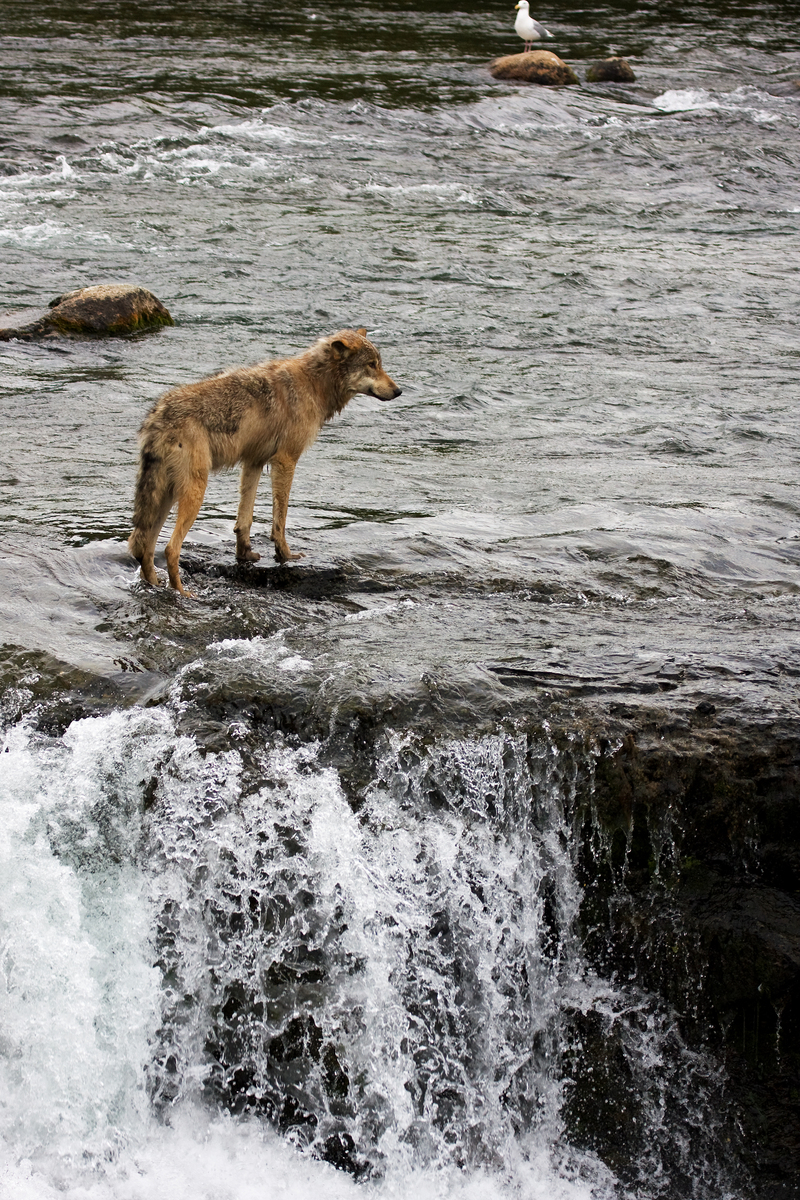 northwestern wolf (Canis lupus occidentalis); DISPLAY FULL IMAGE.