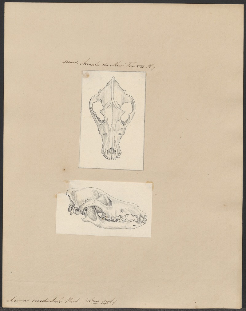 northwestern wolf (Canis lupus occidentalis); DISPLAY FULL IMAGE.