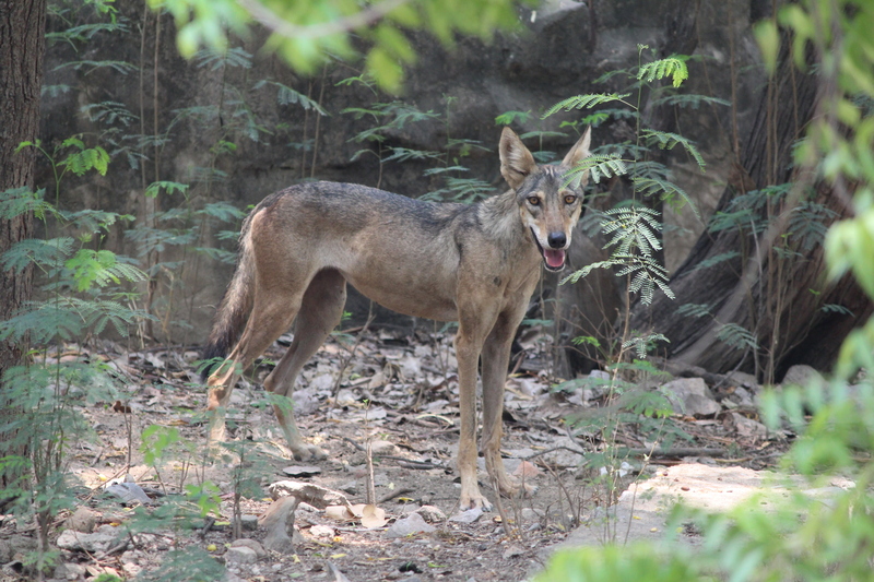 Indian wolf (Canis lupus pallipes); DISPLAY FULL IMAGE.