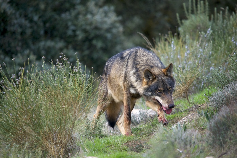 Iberian wolf (Canis lupus signatus); DISPLAY FULL IMAGE.