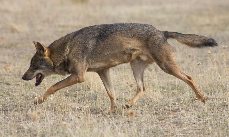 Iberian wolf (Canis lupus signatus); DISPLAY FULL IMAGE.