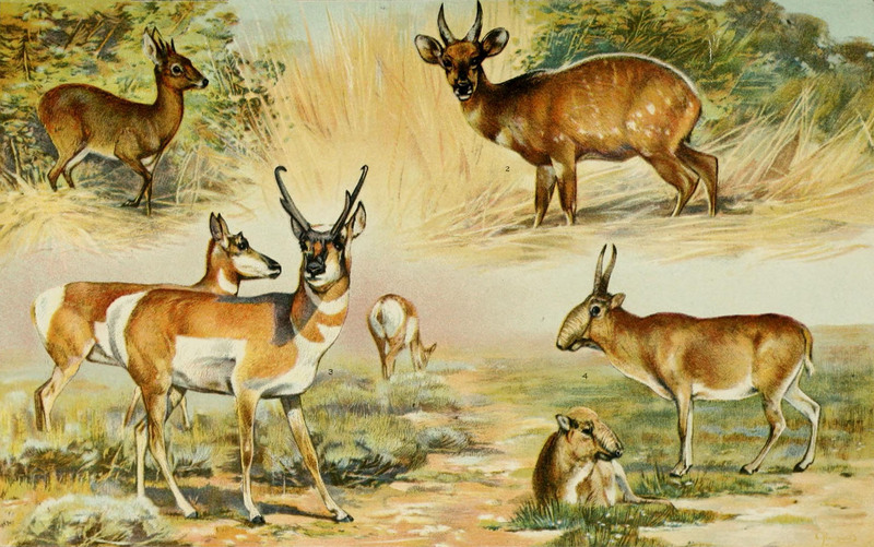common duiker (Sylvicapra grimmia), kéwel (Tragelaphus scriptus), pronghorn antelope (Antilocapra americana), saiga antelope (Saiga tatarica); DISPLAY FULL IMAGE.