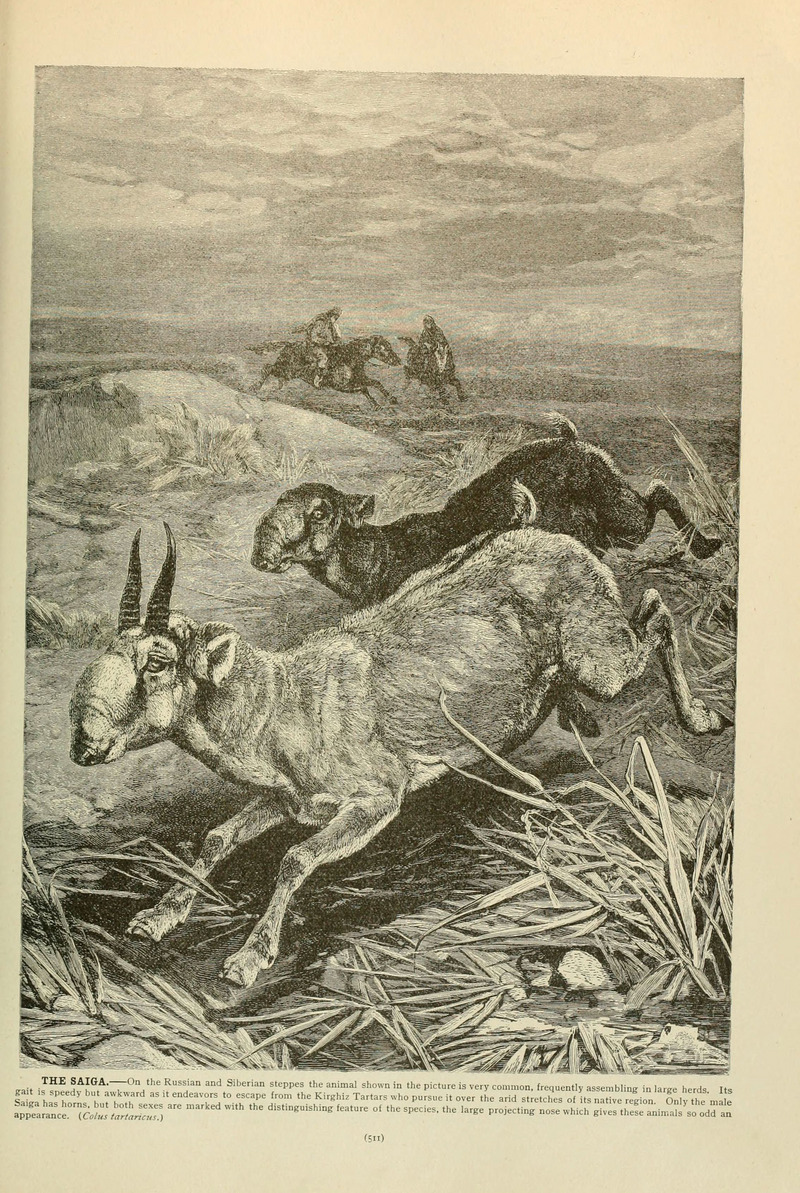 saiga antelope (Saiga tatarica); DISPLAY FULL IMAGE.