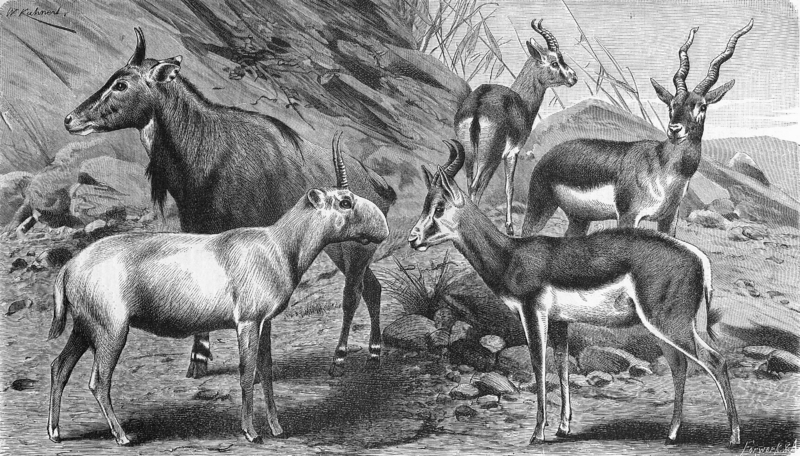 dorcas gazelle (Gazella dorcas), springbok (Antidorcas marsupialis), blackbuck (Antilope cervicapra), nilgai (Boselaphus tragocamelus), saiga antelope (Saiga tatarica); DISPLAY FULL IMAGE.