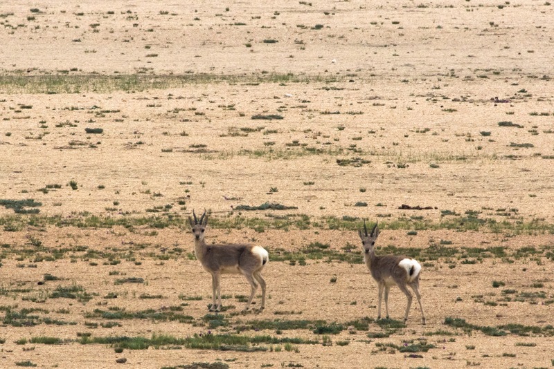 Tibetan gazelle, goa (Procapra picticaudata); DISPLAY FULL IMAGE.