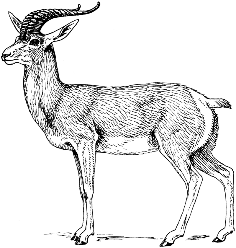 Tibetan gazelle, goa (Procapra picticaudata); DISPLAY FULL IMAGE.