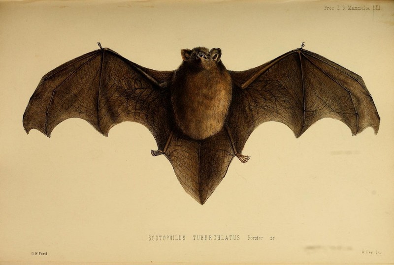 New Zealand long-tailed bat (Chalinolobus tuberculata); DISPLAY FULL IMAGE.