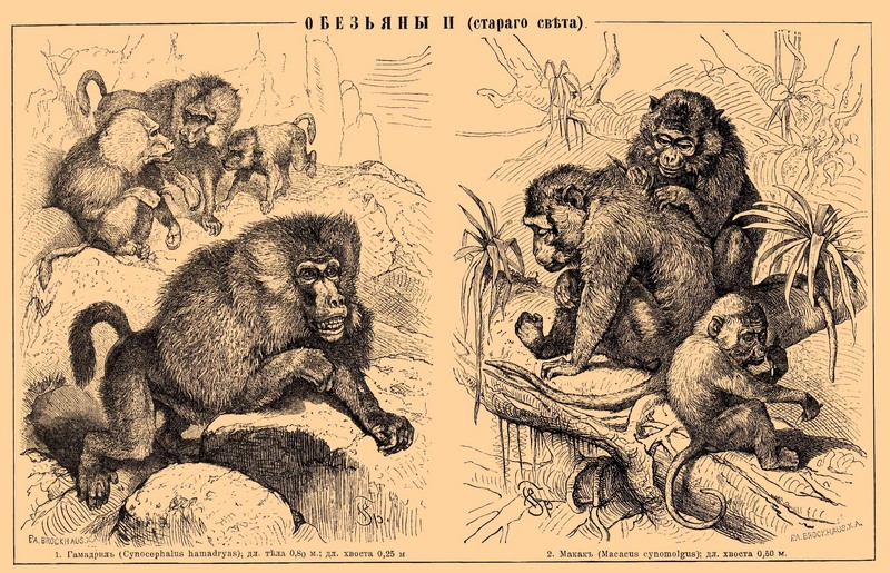 hamadryas baboon (Papio hamadryas), crab-eating macaque (Macaca fascicularis); DISPLAY FULL IMAGE.