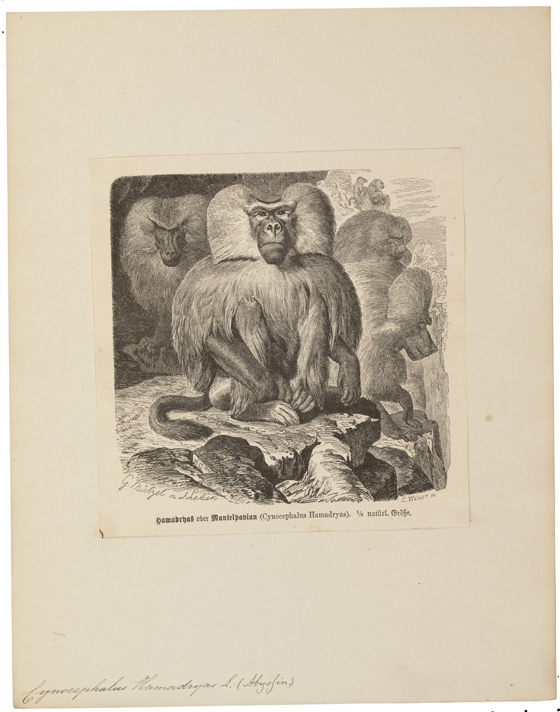 hamadryas baboon, sacred baboon (Papio hamadryas); DISPLAY FULL IMAGE.