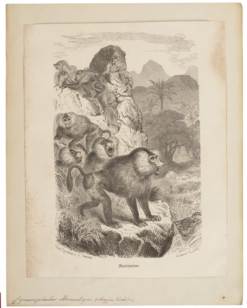 hamadryas baboon, sacred baboon (Papio hamadryas); DISPLAY FULL IMAGE.