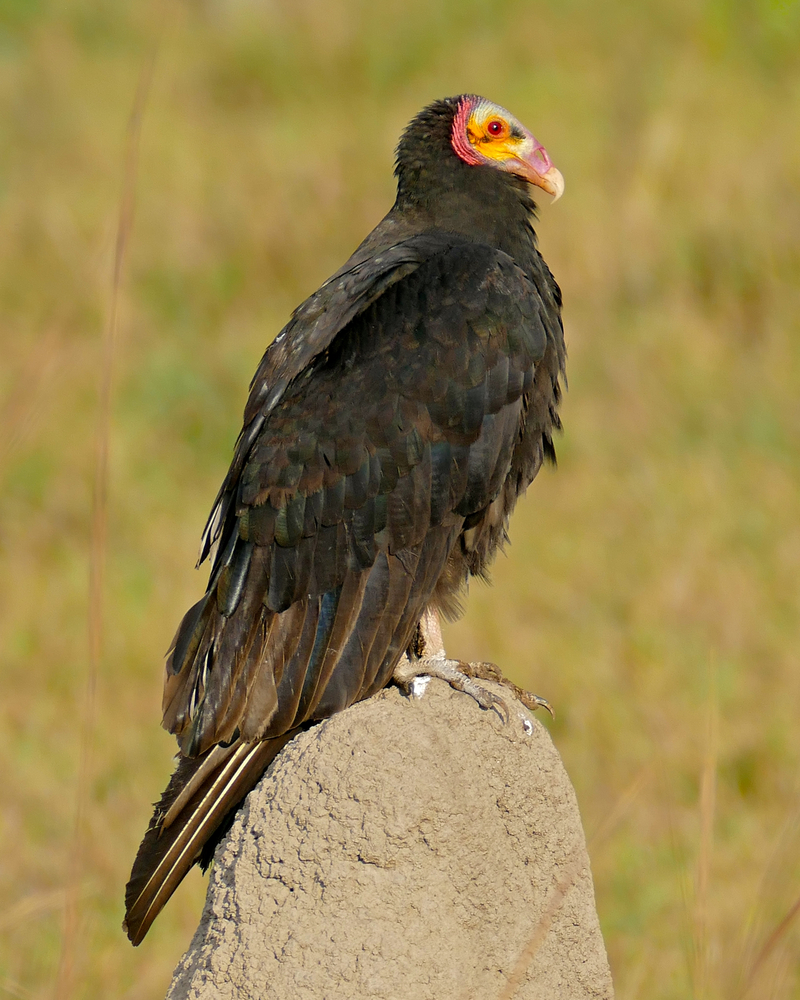 lesser yellow-headed vulture, savannah vulture (Cathartes burrovianus); DISPLAY FULL IMAGE.