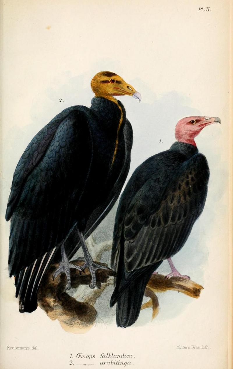 lesser yellow-headed vulture (Cathartes burrovianus), turkey vulture (Cathartes aura falklandica); DISPLAY FULL IMAGE.