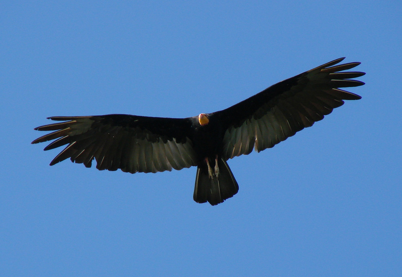 greater yellow-headed vulture, forest vulture (Cathartes melambrotus); DISPLAY FULL IMAGE.