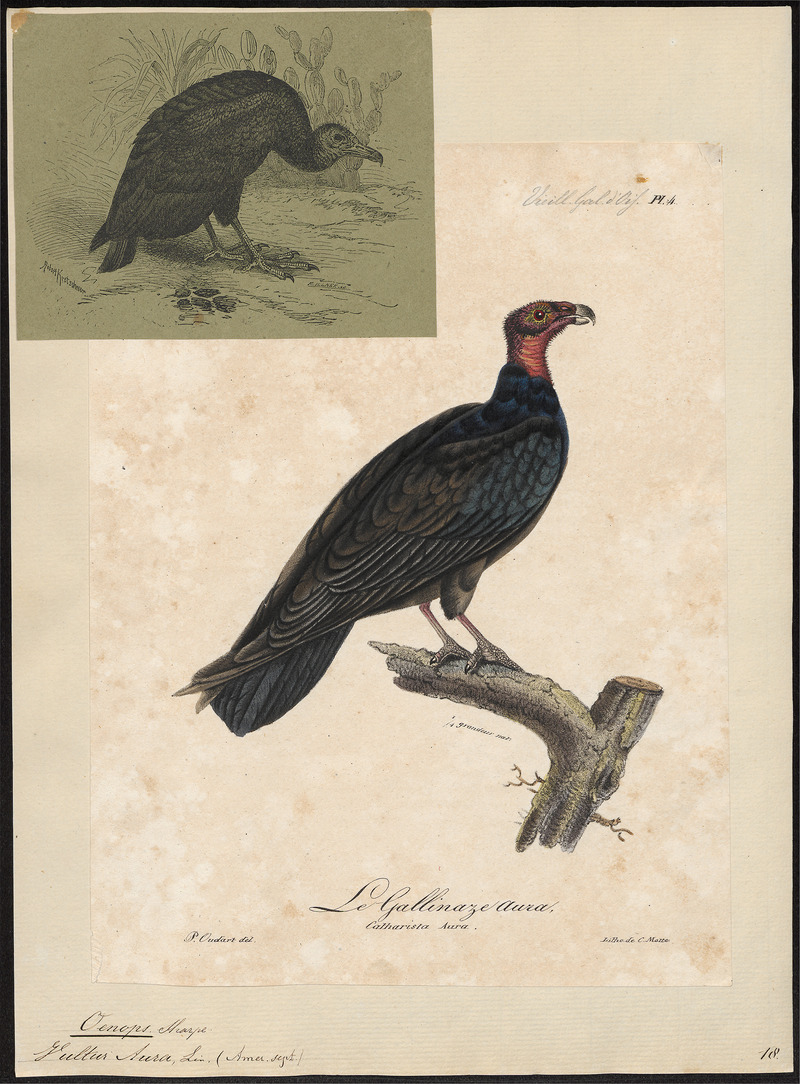 turkey vulture, turkey buzzard (Cathartes aura); DISPLAY FULL IMAGE.