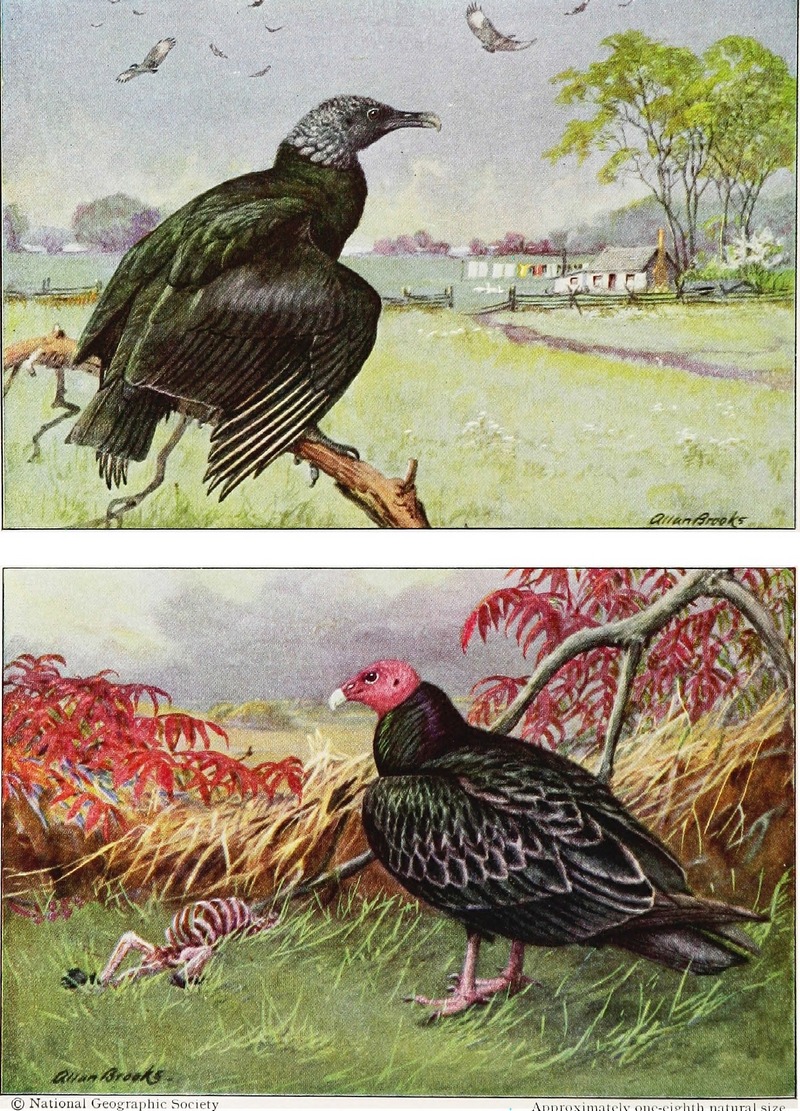 American black vulture (Coragyps atratus), turkey vulture (Cathartes aura); DISPLAY FULL IMAGE.