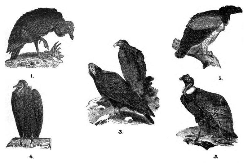 black vulture (Coragyps atratus), king vulture (Sarcoramphus papa), turkey vulture (Cathartes aura), Egyptian vulture (Neophron percnopterus), Andean condor (Vultur gryphus); DISPLAY FULL IMAGE.