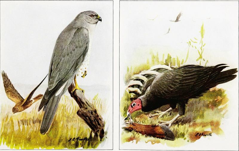 hen harrier (Circus cyaneus), turkey vulture (Cathartes aura); DISPLAY FULL IMAGE.