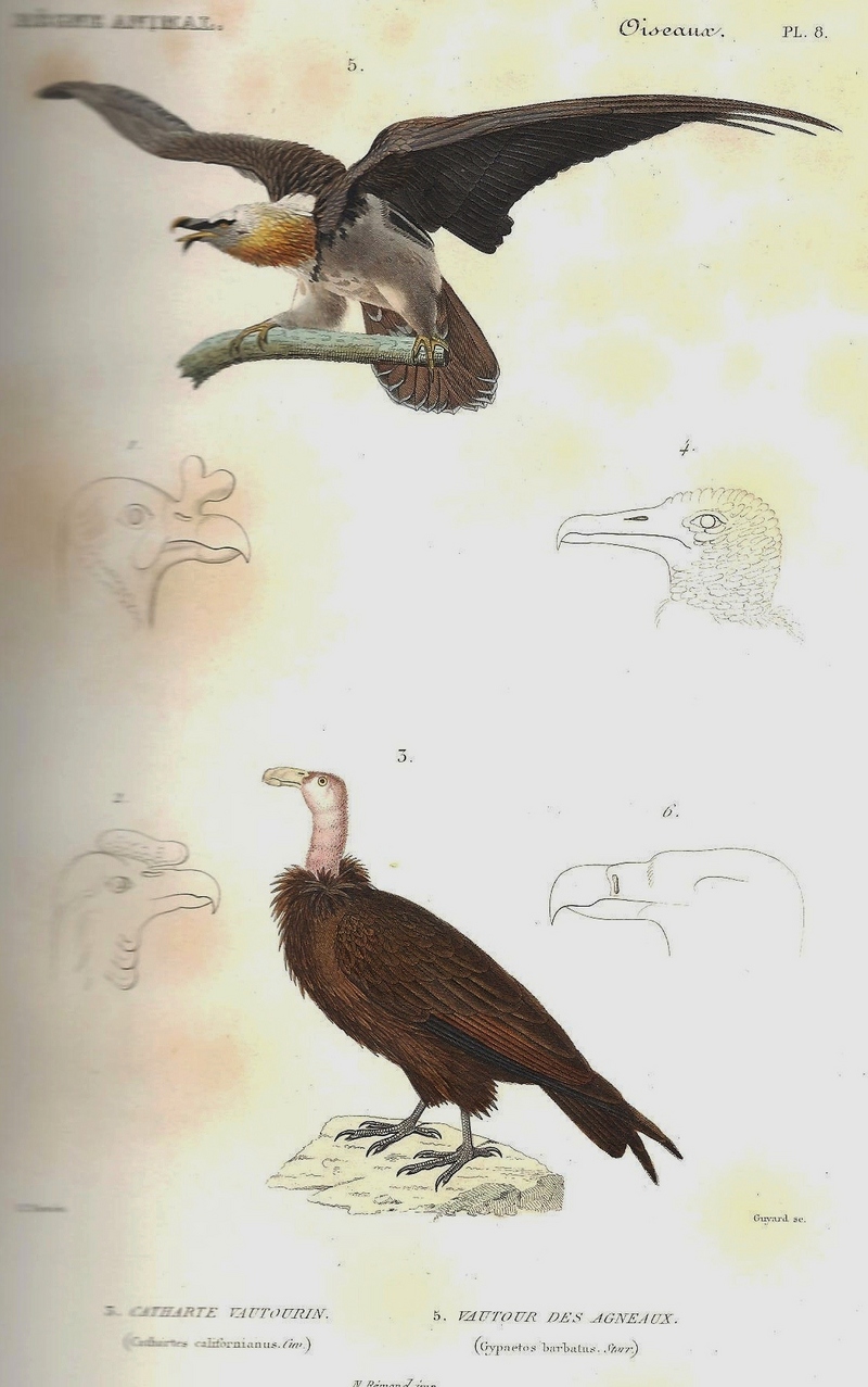 turkey vulture (Cathartes aura), bearded vulture (Gypaetus barbatus); DISPLAY FULL IMAGE.
