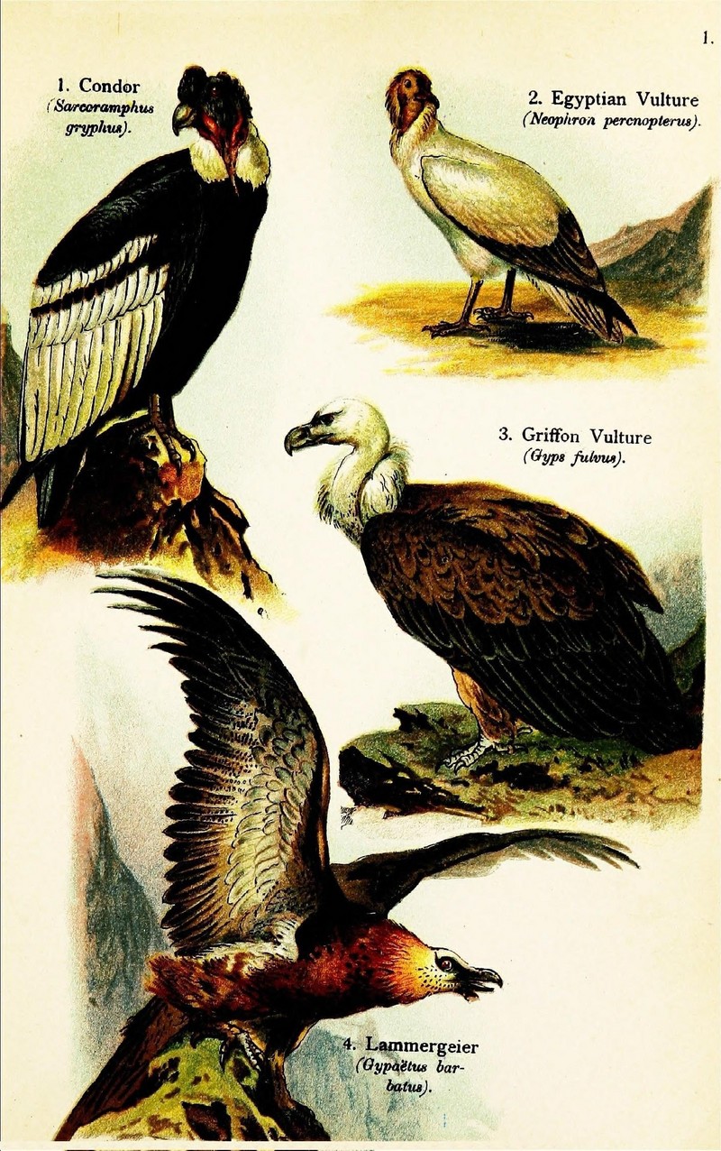 Andean condor (Vultur gryphus), Egyptian vulture (Neophron percnopterus), griffon vulture (Gyps fulvus), bearded vulture (Gypaetus barbatus); DISPLAY FULL IMAGE.