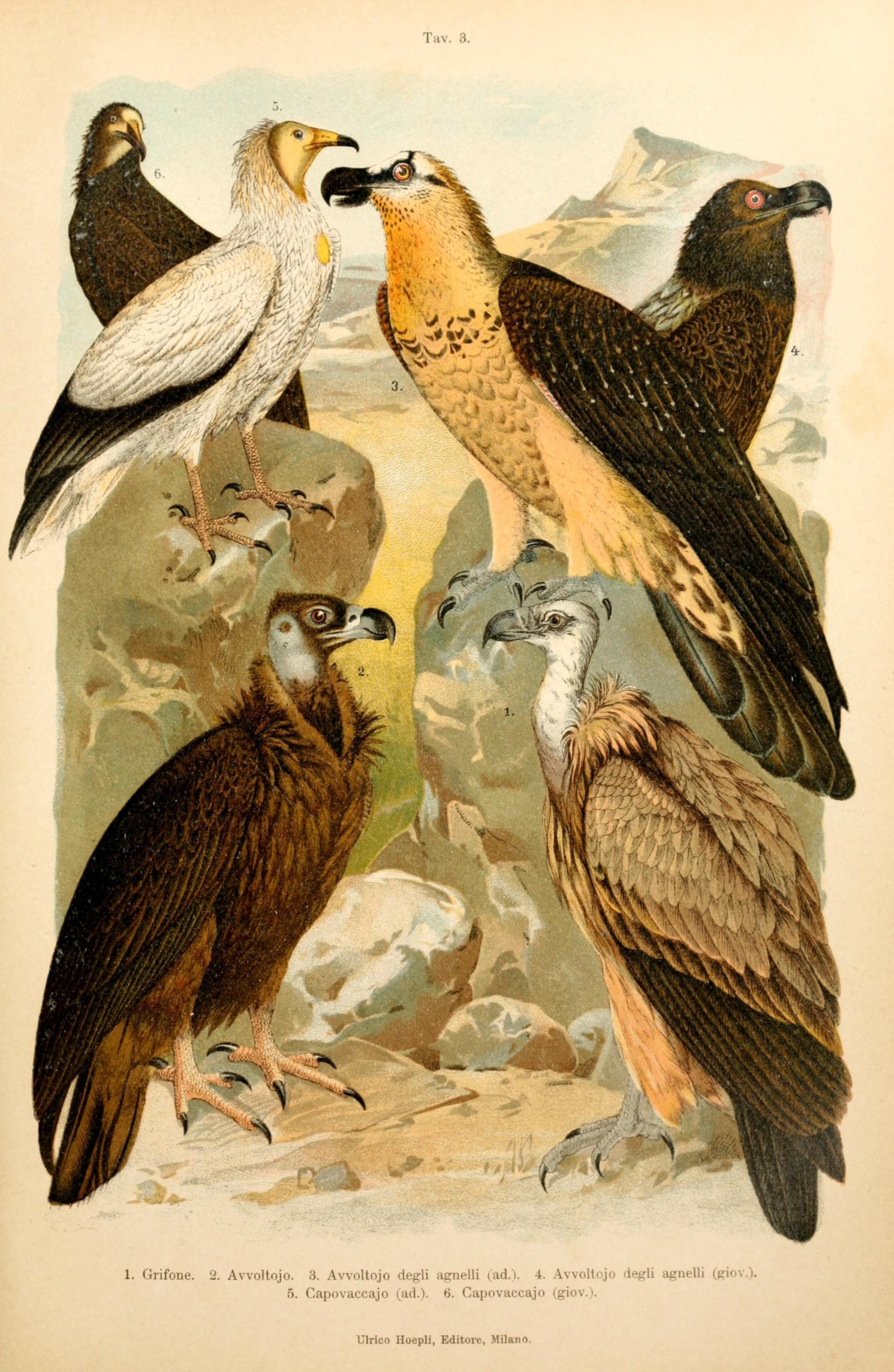 griffon vulture (Gyps fulvus), cinereous vulture (Aegypius monachus), bearded vulture (Gypaetus barbatus), Egyptian vulture (Neophron percnopterus); Image ONLY