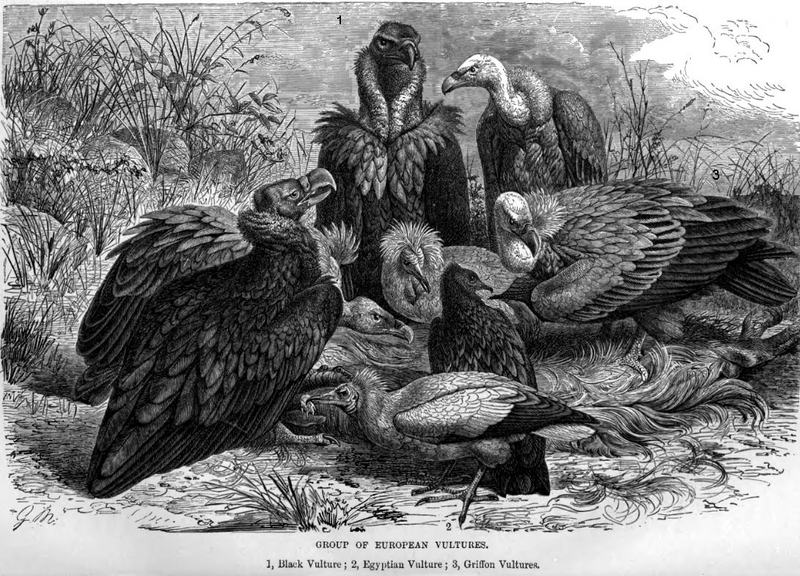 cinereous vulture (Aegypius monachus), Egyptian vulture (Neophron percnopterus), griffon vulture (Gyps fulvus); DISPLAY FULL IMAGE.