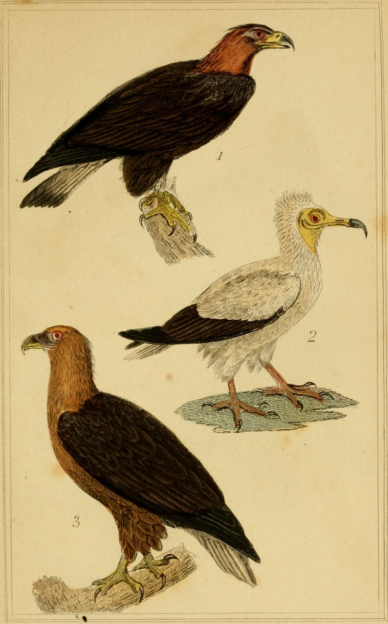 golden eagle (Aquila chrysaetos), Egyptian vulture (Neophron percnopterus), bearded vulture (Gypaetus barbatus); DISPLAY FULL IMAGE.