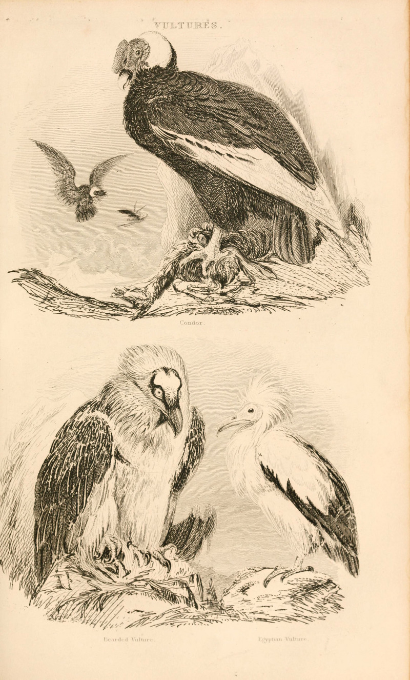 Andean condor (Vultur gryphus), bearded vulture (Gypaetus barbatus), Egyptian vulture (Neophron percnopterus); DISPLAY FULL IMAGE.