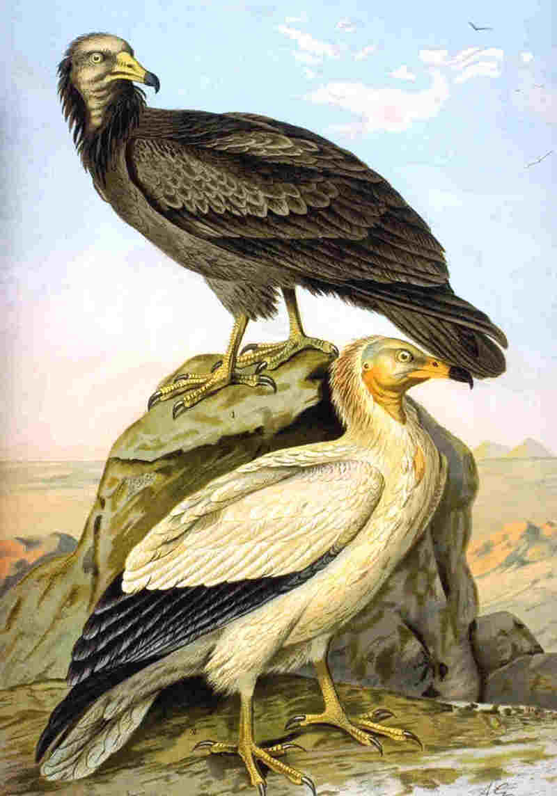 Egyptian vulture (Neophron percnopterus); DISPLAY FULL IMAGE.