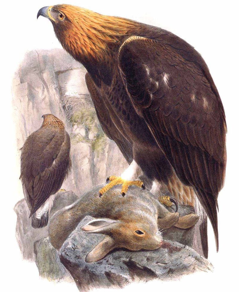 golden eagle (Aquila chrysaetos); DISPLAY FULL IMAGE.