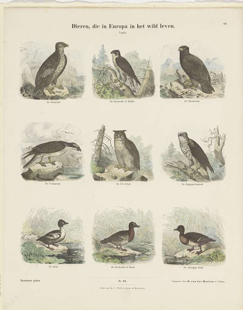 White-tailed eagle (Haliaeetus albicilla), Eurasian hobby (Falco subbuteo), golden eagle (Aquila chrysaetos), osprey (Pandion haliaetus), Eurasian eagle-owl (Bubo bubo), rough-legged buzzard (Buteo lagopus), gadwall (Anas strepera), ferruginous duck (Aythya nyroca); DISPLAY FULL IMAGE.
