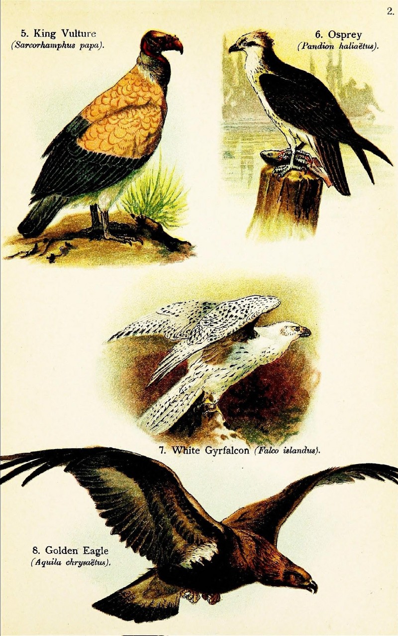 king vulture (Sarcoramphus papa), osprey (Pandion haliaetus), gyrfalcon (Falco rusticolus islandus), golden eagle (Aquila chrysaetos); DISPLAY FULL IMAGE.